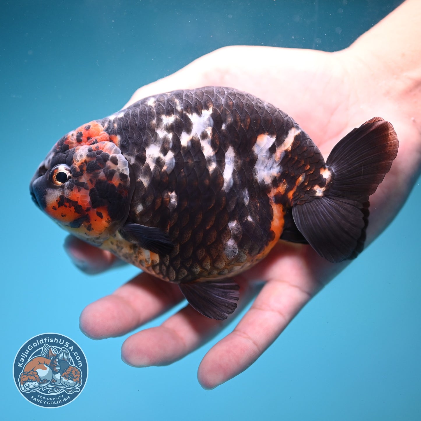 Jumbo Heavy ink Cow Ranchu 5 inch Body (260814_RC06)