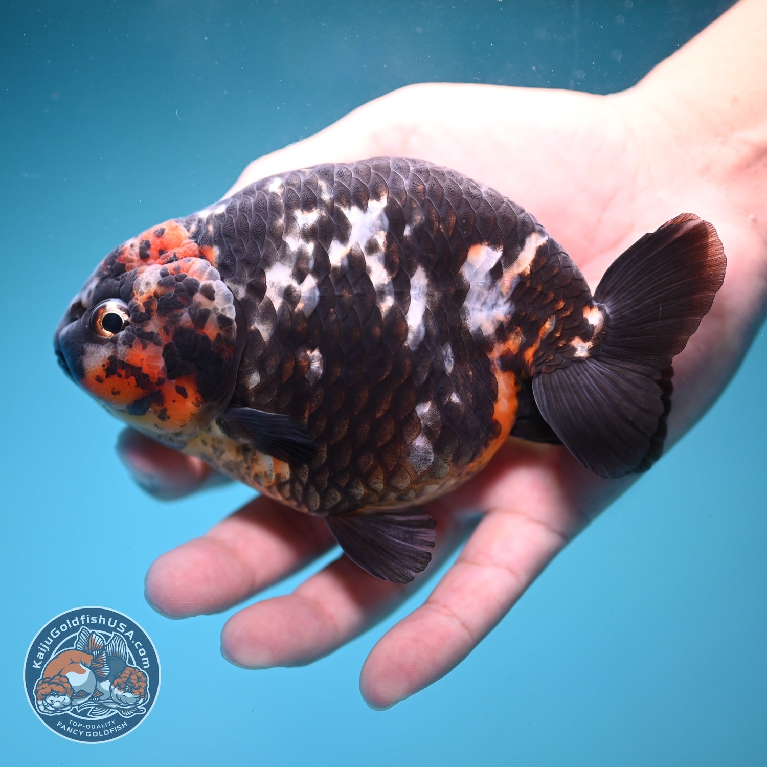 Jumbo Heavy ink Cow Ranchu 5 inch Body (260814_RC06)