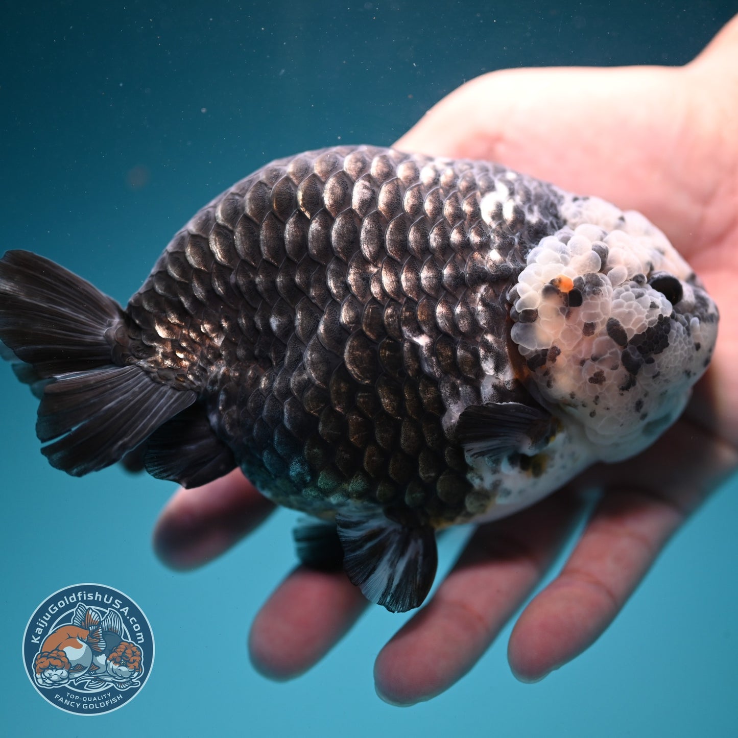 Jumbo Heavy Ink Ranchu 5 inch Body (260619_RC04)
