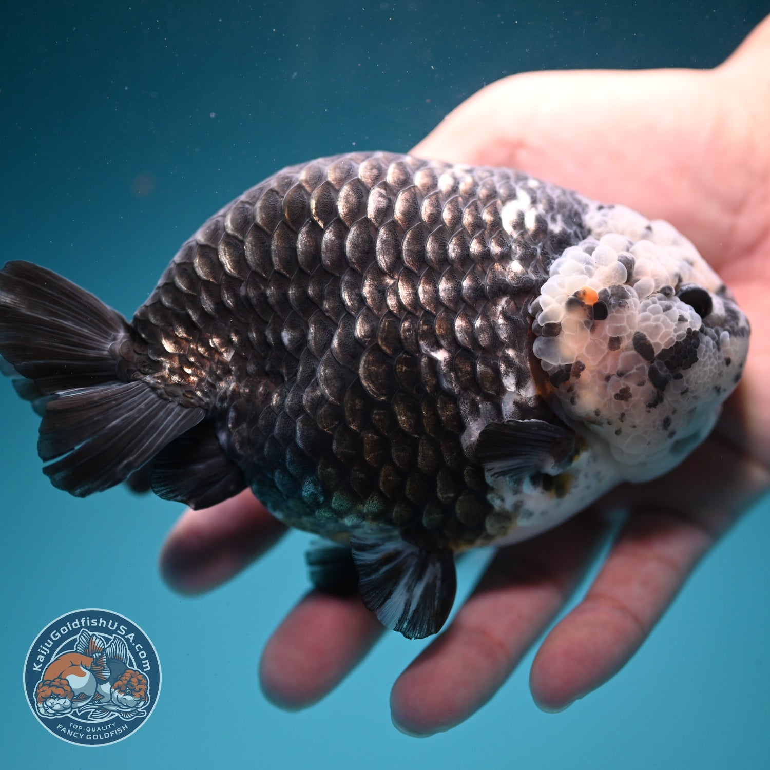 Jumbo Heavy Ink Ranchu 5 inch Body (260619_RC04)