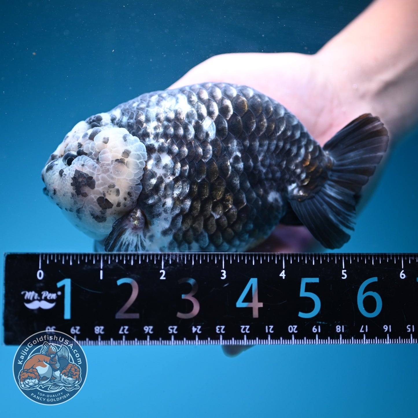 Jumbo Heavy Ink Ranchu 5 inch Body (260619_RC04)
