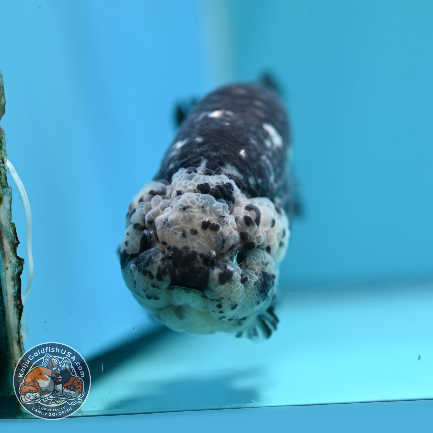 Jumbo Heavy Ink Ranchu 5 inch Body (260619_RC04)