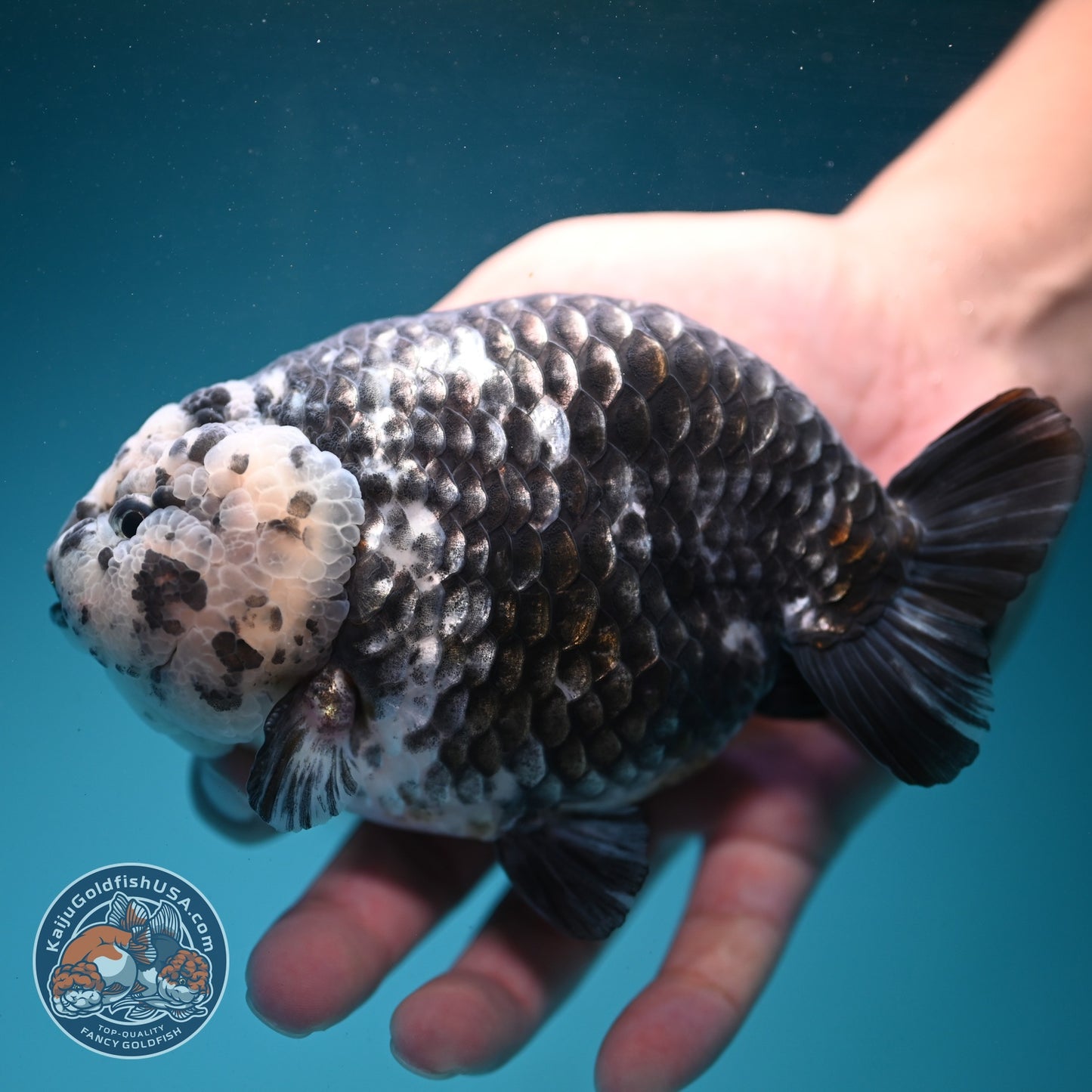Jumbo Heavy Ink Ranchu 5 inch Body (260619_RC04)