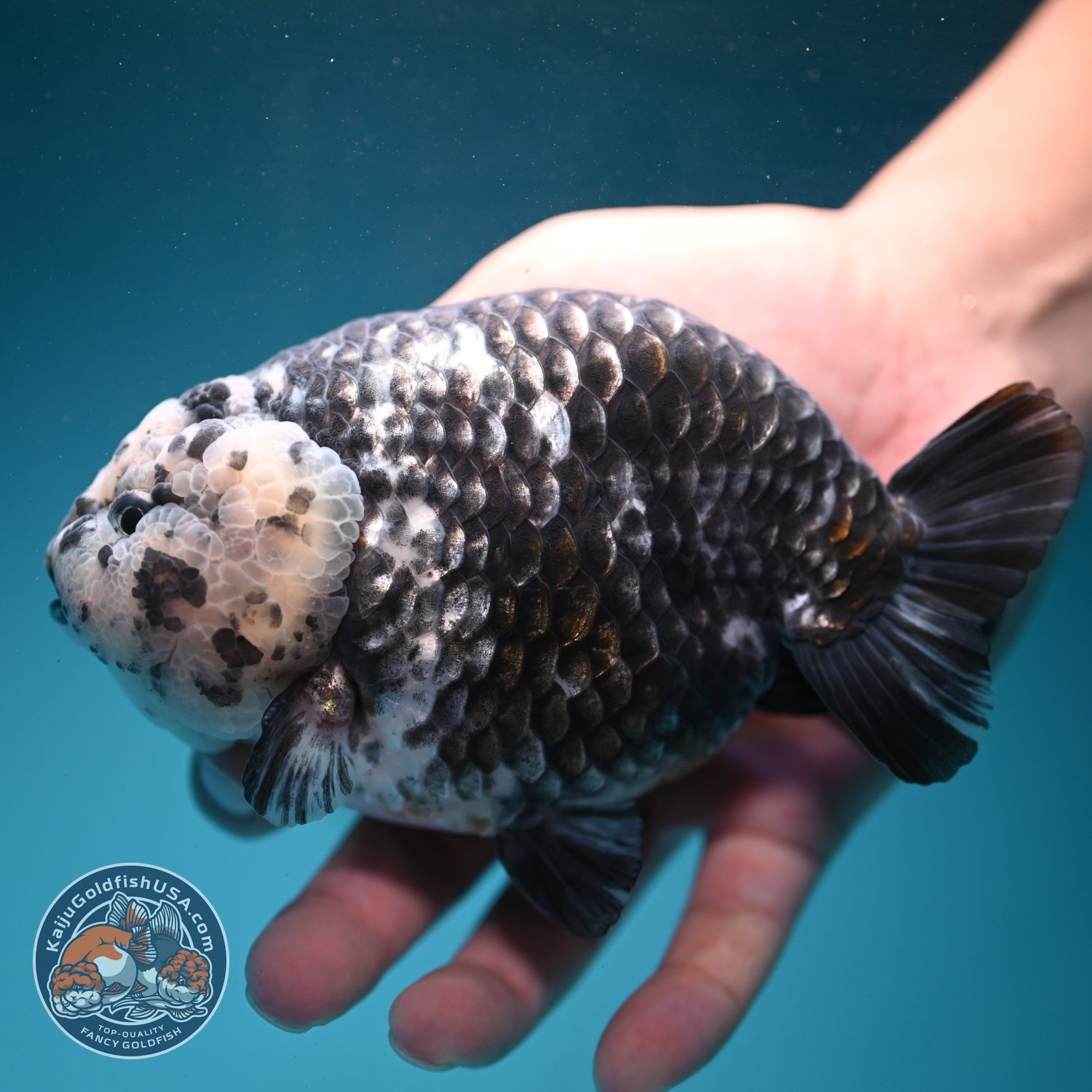 Jumbo Heavy Ink Ranchu 5 inch Body (260619_RC04)