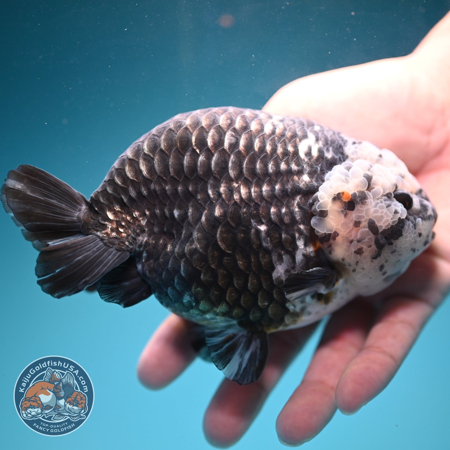 Jumbo Heavy Ink Ranchu 5 inch Body (260619_RC04)