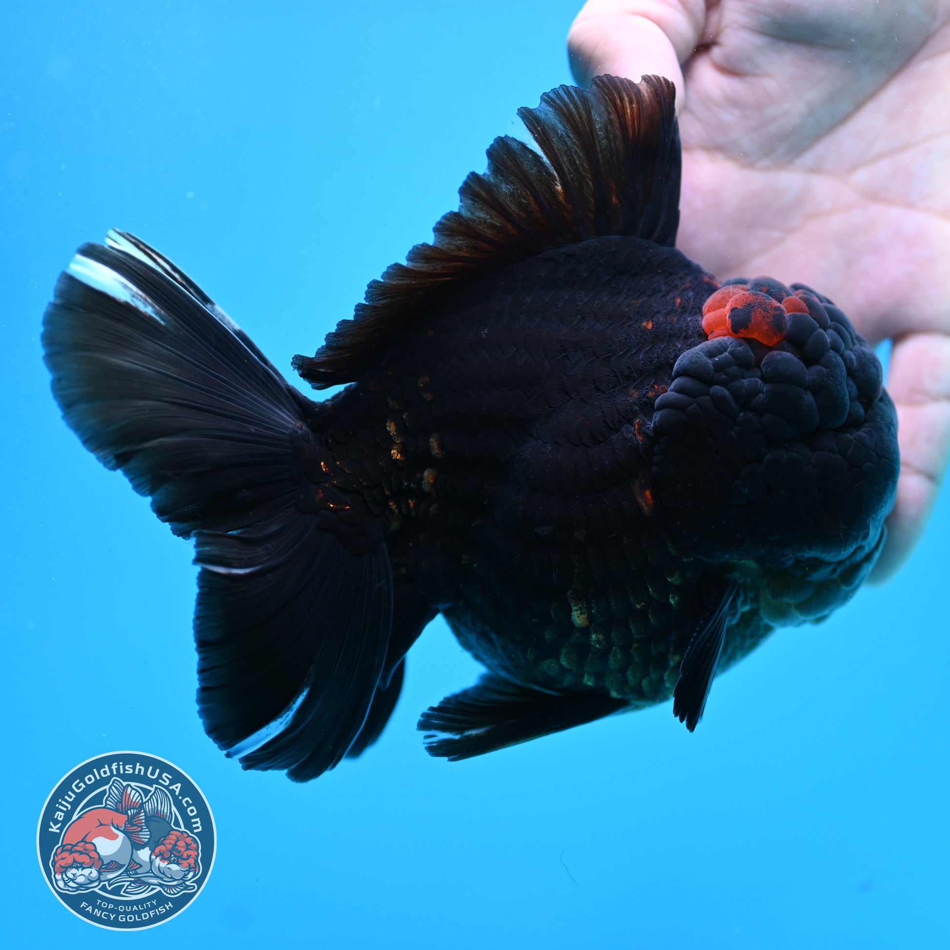Jumbo Heavy Ink Tiger Rosetail Oranda 5 inch Body (260417_OR01)