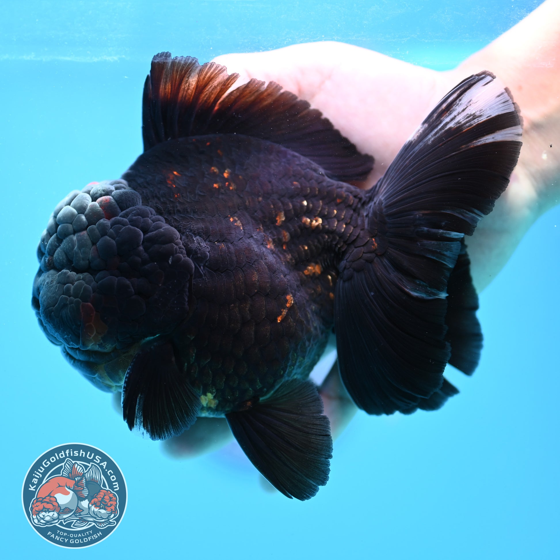 Jumbo Heavy Ink Tiger Rosetail Oranda 5 inch Body (260417_OR01)