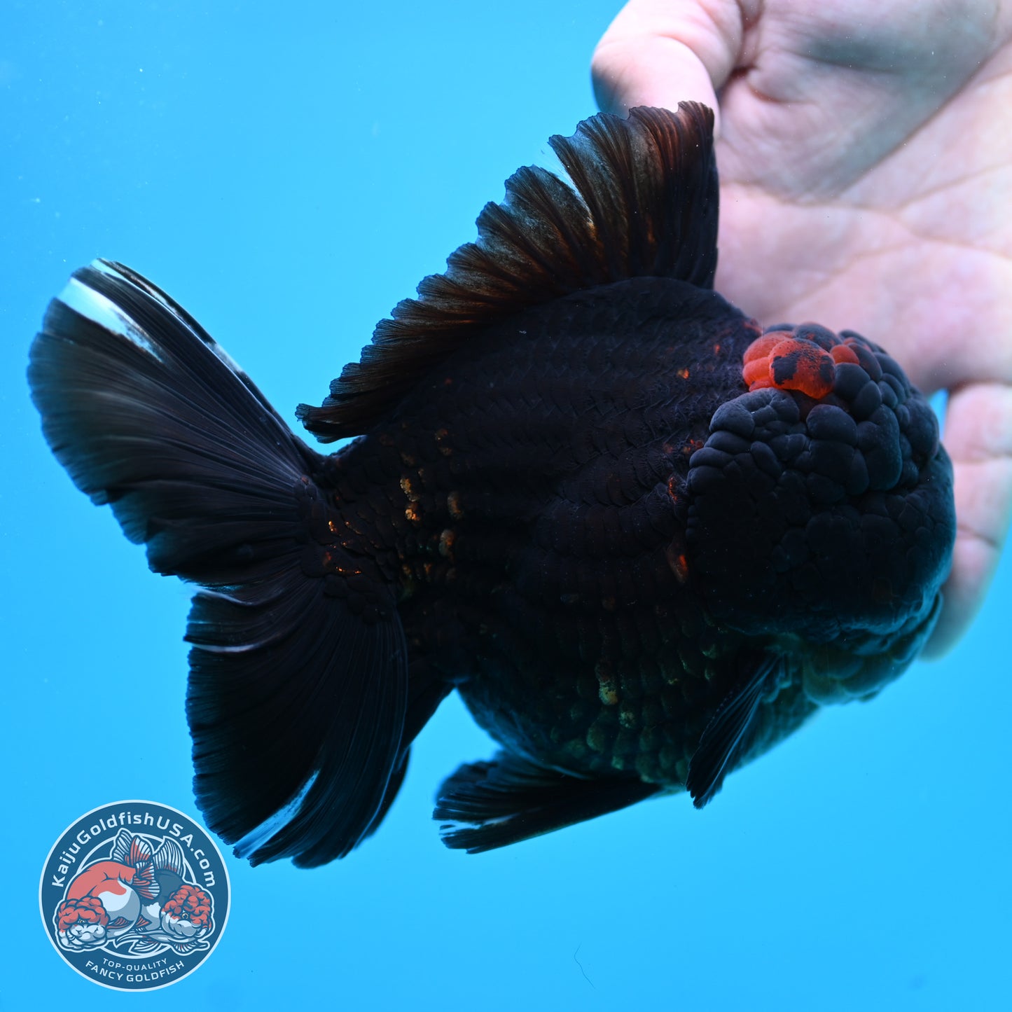 Jumbo Heavy Ink Tiger Rosetail Oranda 5 inch Body (260417_OR01)
