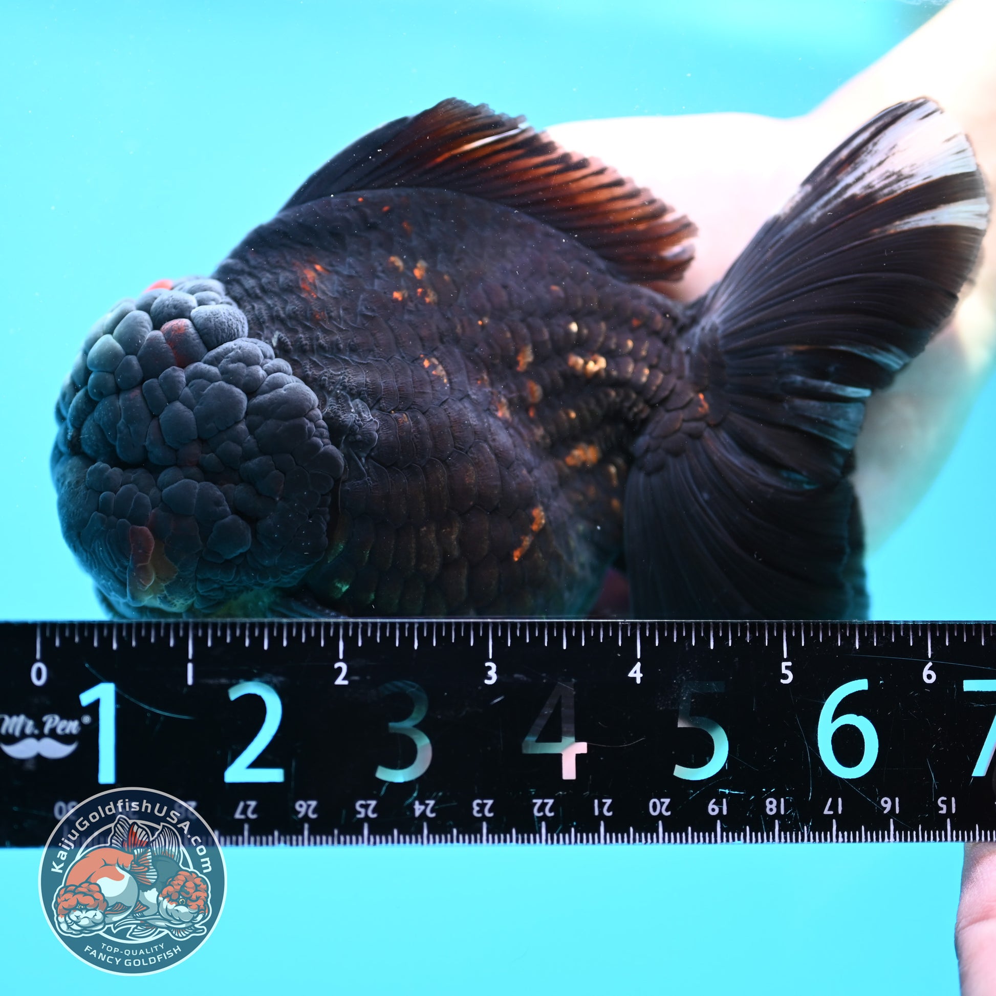 Jumbo Heavy Ink Tiger Rosetail Oranda 5 inch Body (260417_OR01)