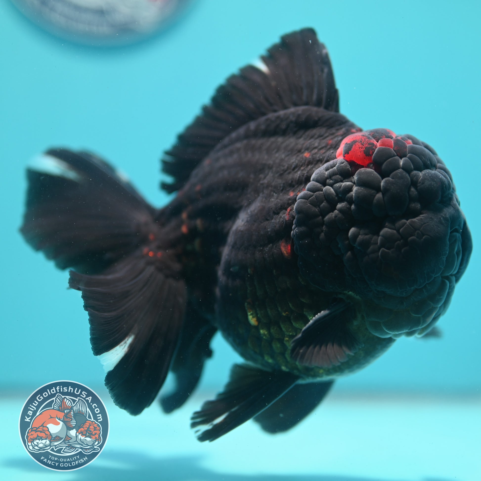 Jumbo Heavy Ink Tiger Rosetail Oranda 5 inch Body (260417_OR01)