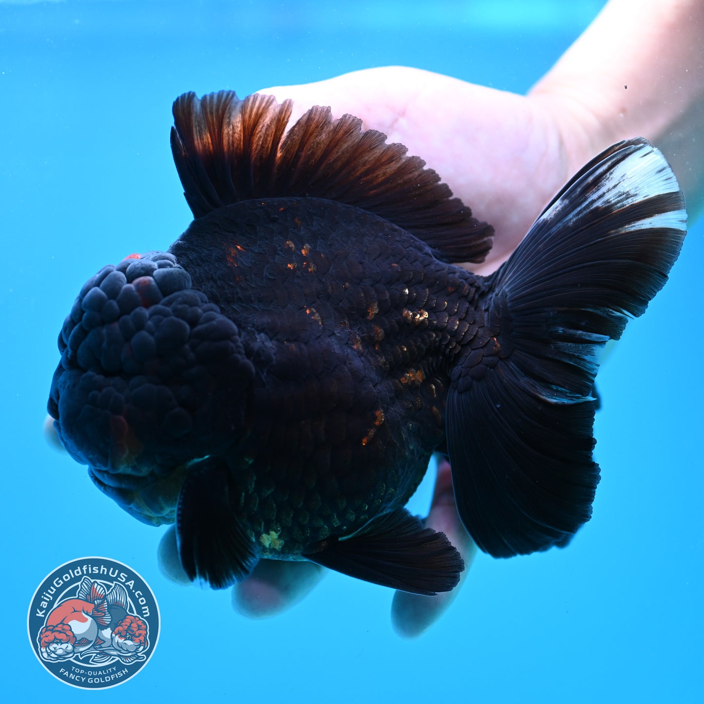 Jumbo Heavy Ink Tiger Rosetail Oranda 5 inch Body (260417_OR01)