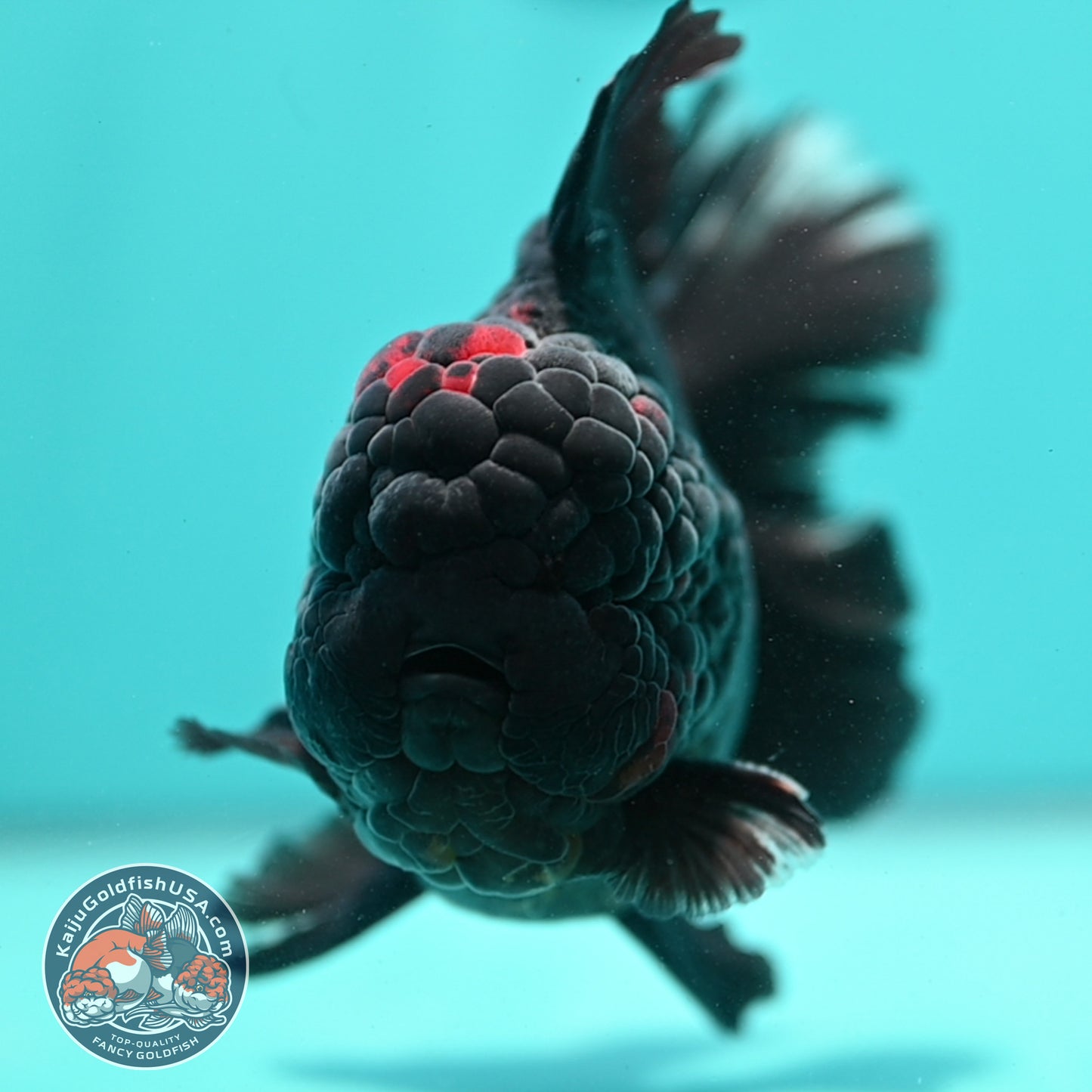 Jumbo Heavy Ink Tiger Rosetail Oranda 5 inch Body (260417_OR01)