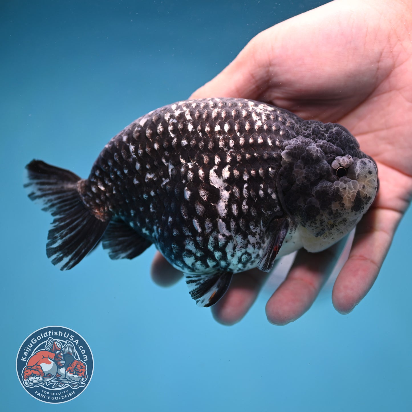 Jumbo Heavy Ink White Tiger Ranchu 5 inch Body (260306_RC01)