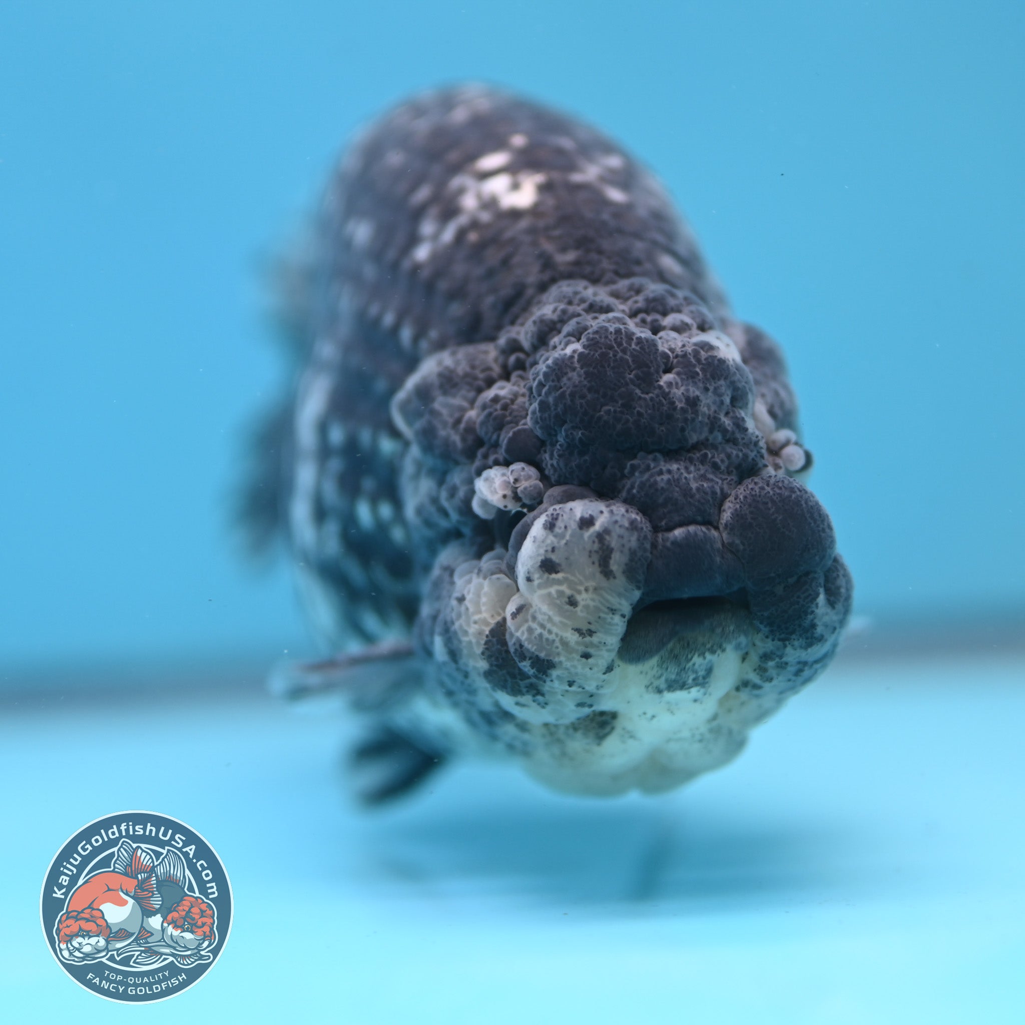 Jumbo Heavy Ink White Tiger Ranchu 5 inch Body (260306_RC01) – Kaiju ...