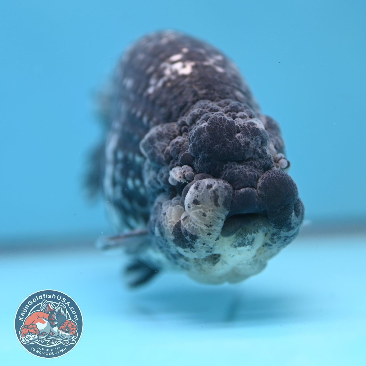 Jumbo Heavy Ink White Tiger Ranchu 5 inch Body (260306_RC01)