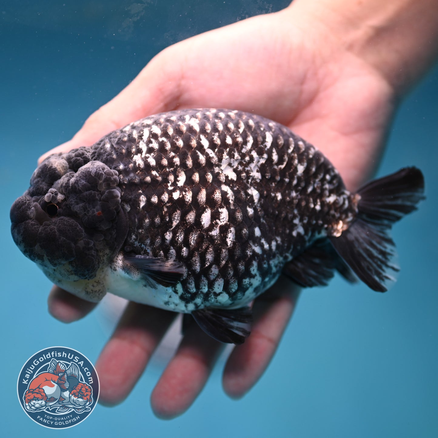 Jumbo Heavy Ink White Tiger Ranchu 5 inch Body (260306_RC01)