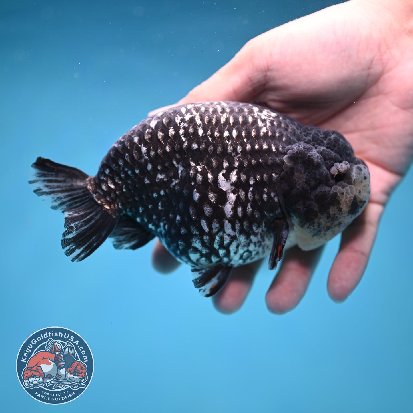 Jumbo Heavy Ink White Tiger Ranchu 5 inch Body (260306_RC01)