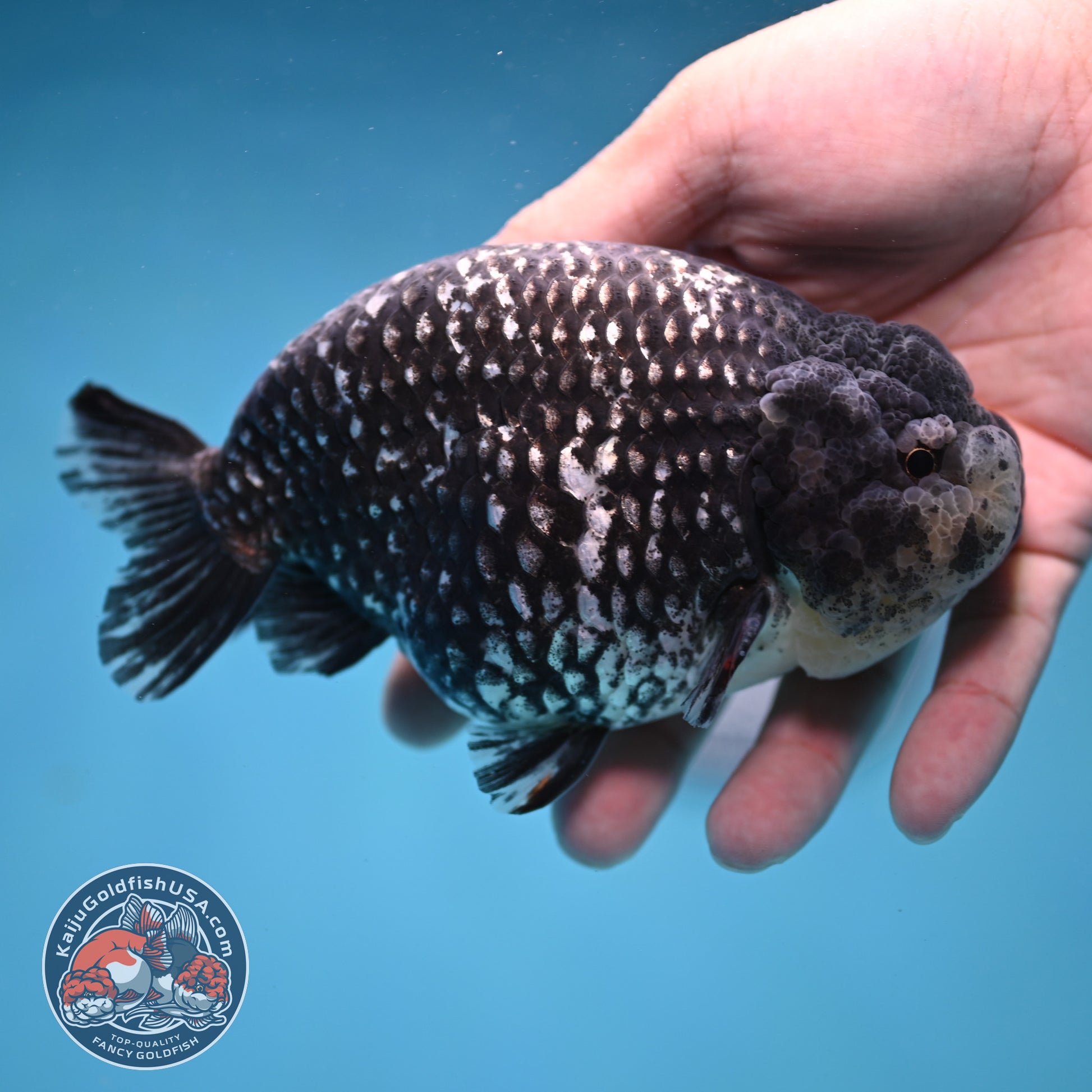 Jumbo Heavy Ink White Tiger Ranchu 5 inch Body (260306_RC01)