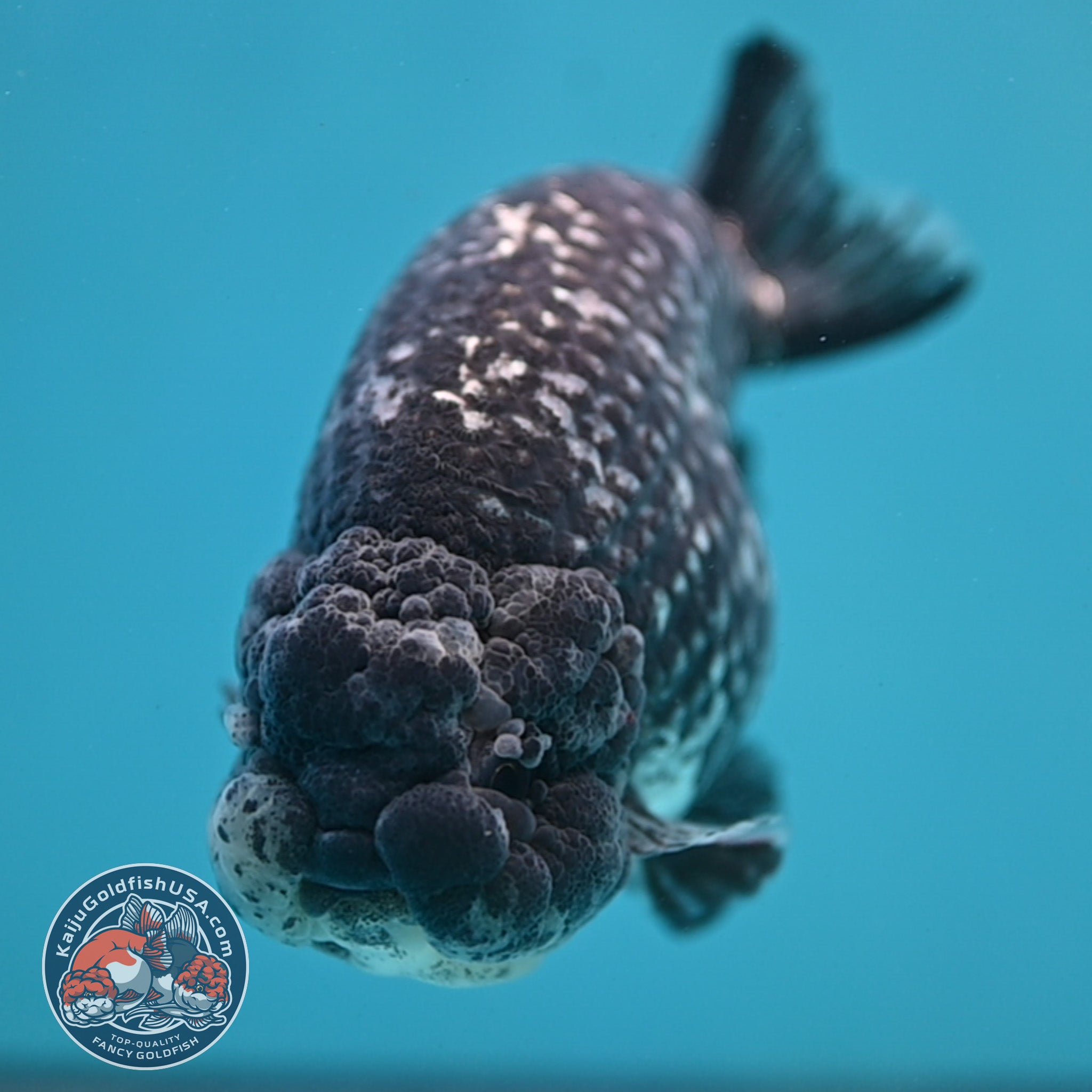 Jumbo Heavy Ink White Tiger Ranchu 5 inch Body (260306_RC01) – Kaiju ...