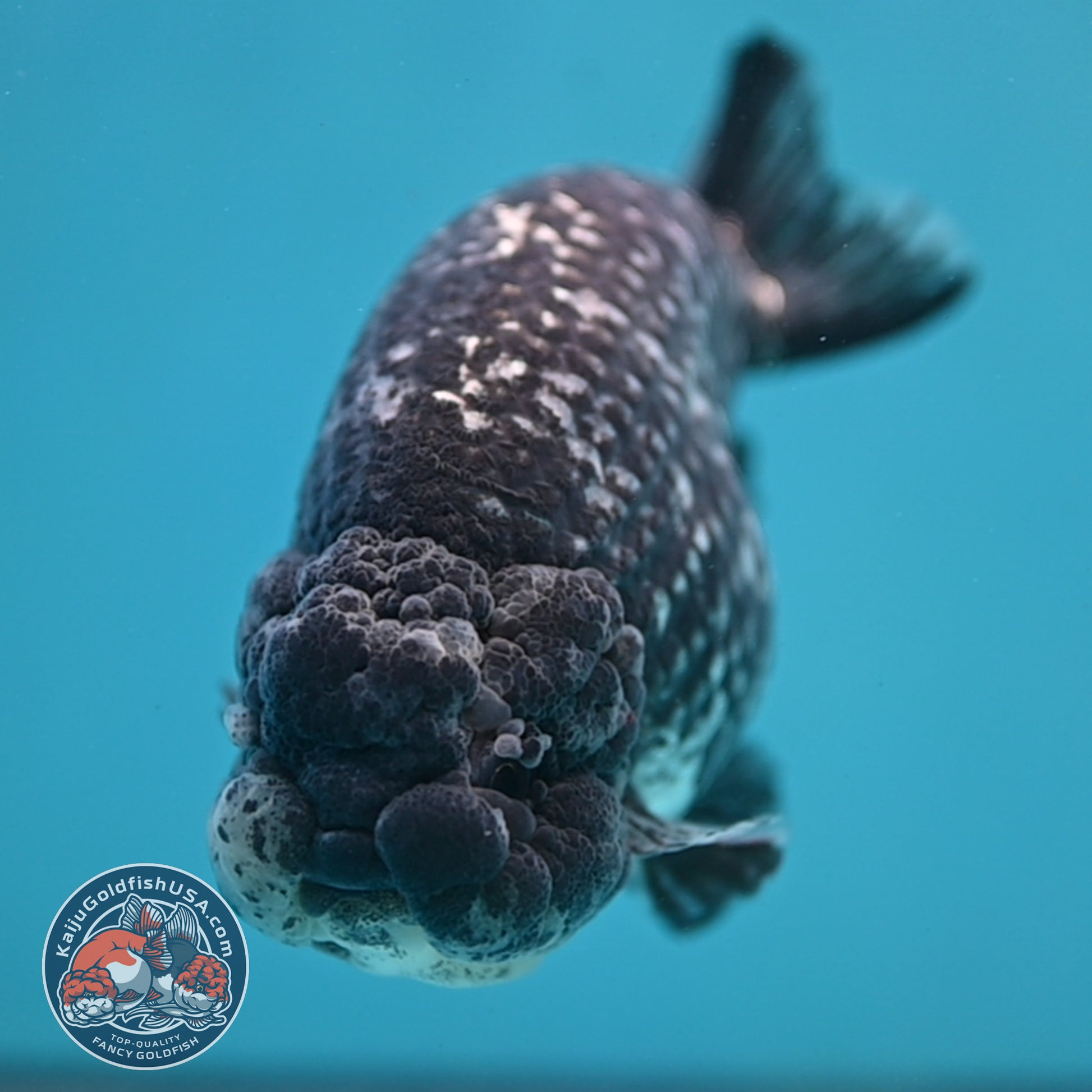 Jumbo Heavy Ink White Tiger Ranchu 5 inch Body (260306_RC01)