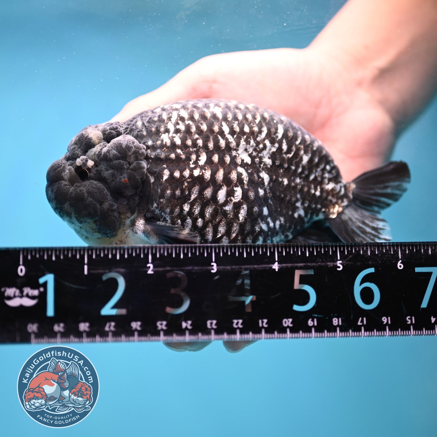 Jumbo Heavy Ink White Tiger Ranchu 5 inch Body (260306_RC01)