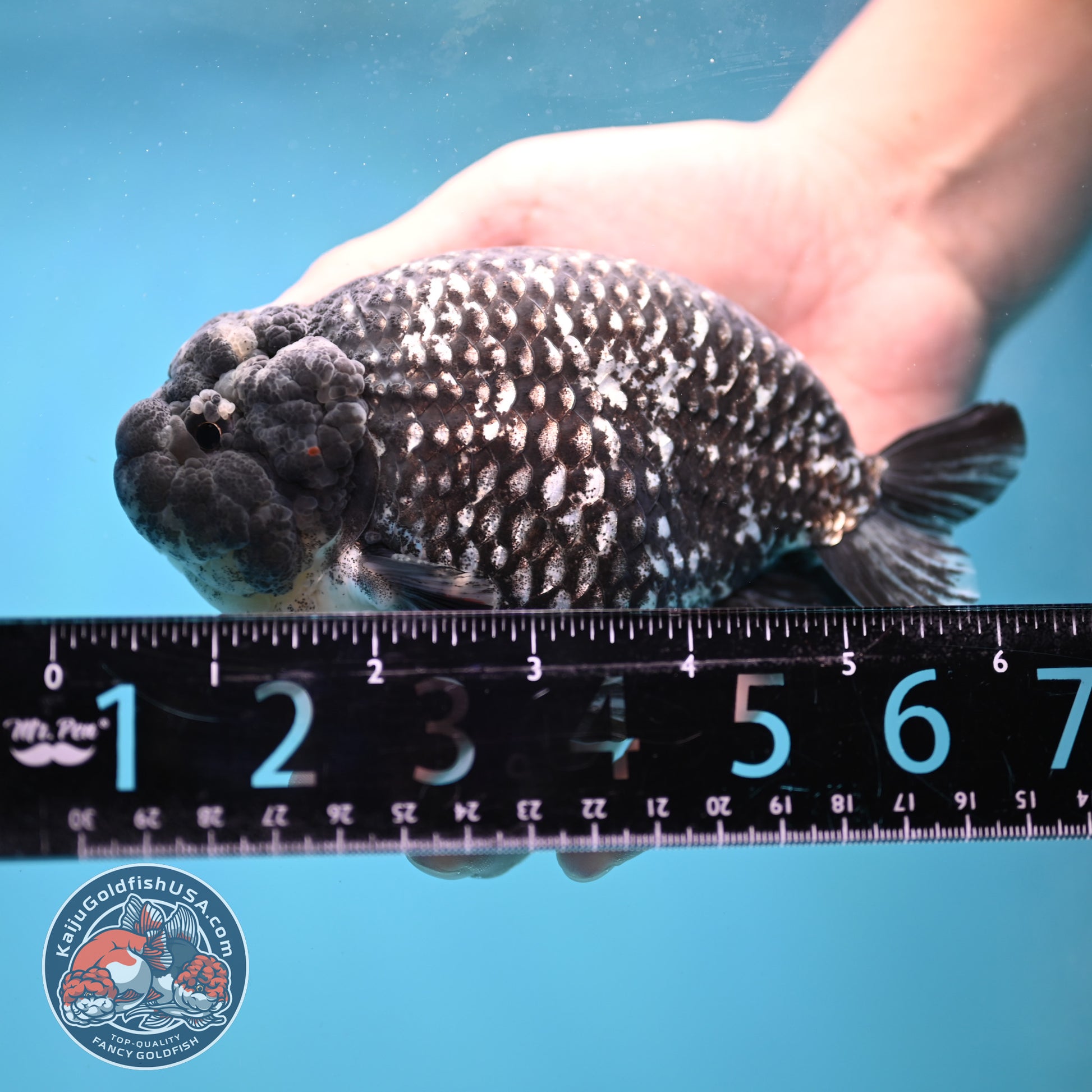 Jumbo Heavy Ink White Tiger Ranchu 5 inch Body (260306_RC01)