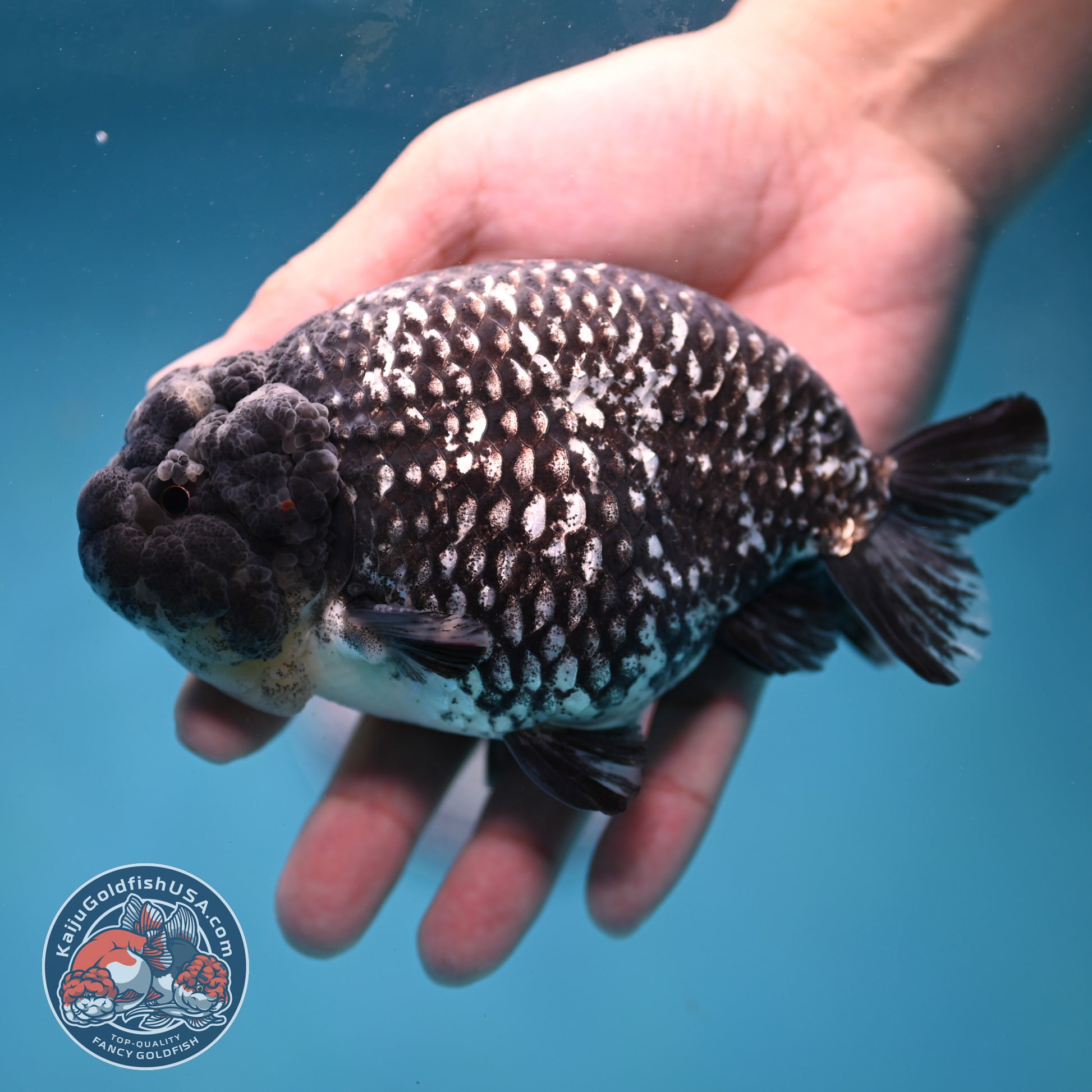 Jumbo Heavy Ink White Tiger Ranchu 5 inch Body (260306_RC01)