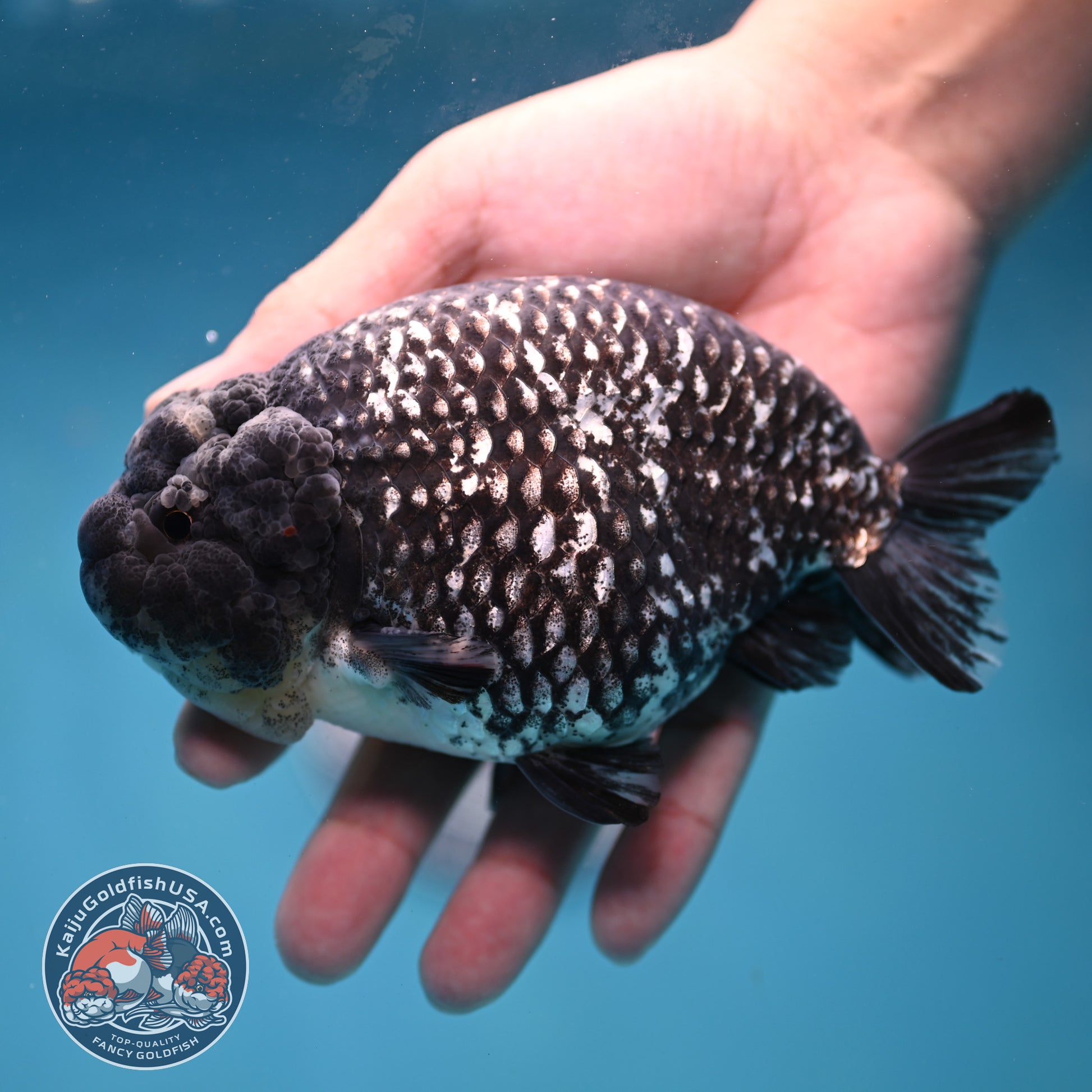 Jumbo Heavy Ink White Tiger Ranchu 5 inch Body (260306_RC01)