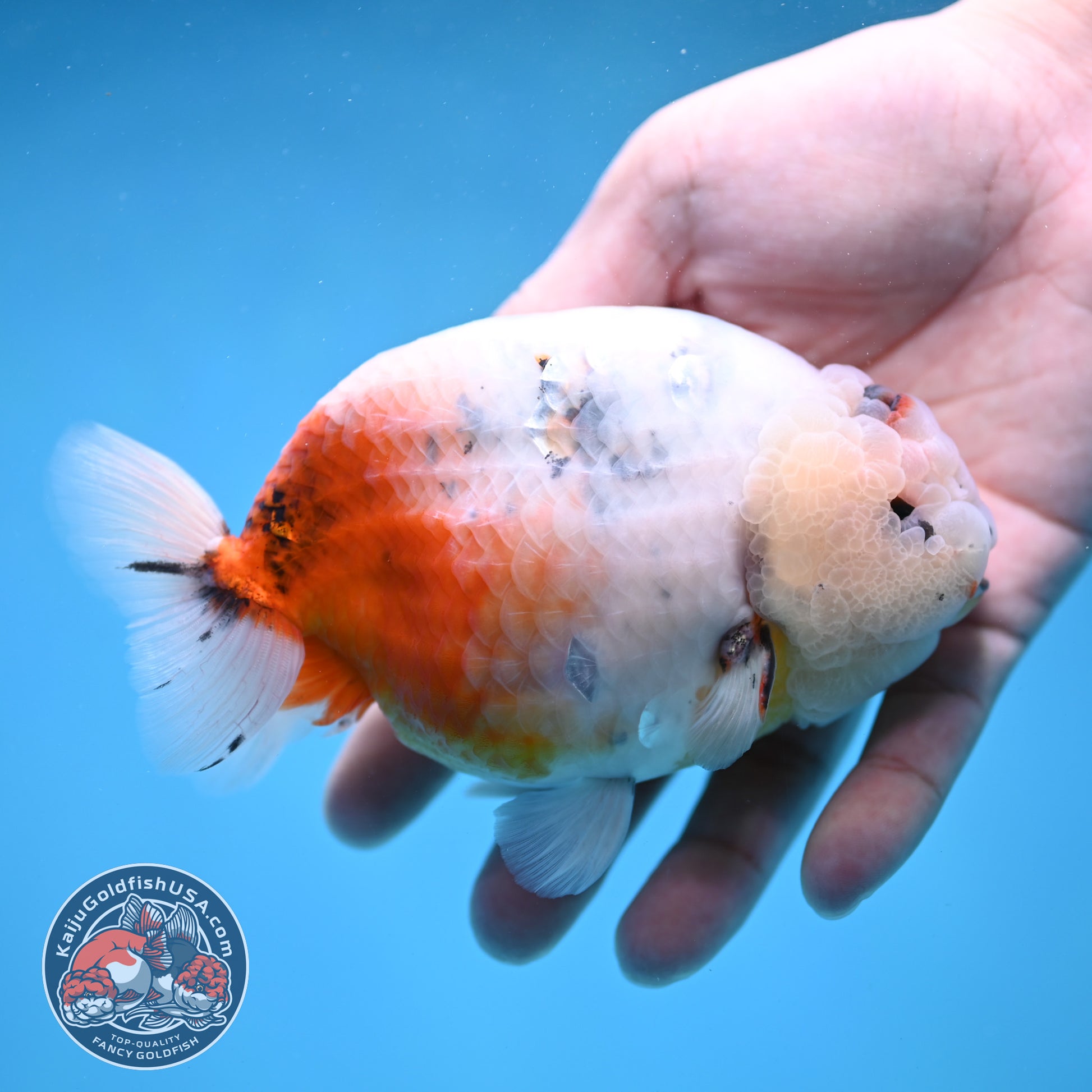 Jumbo Ink Wash Cow Ranchu 5 inch Body (260306_RC04)