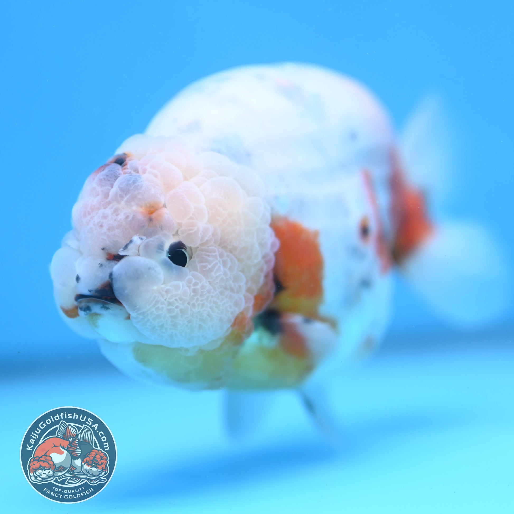Jumbo Ink Wash Cow Ranchu 5 inch Body (260306_RC04)