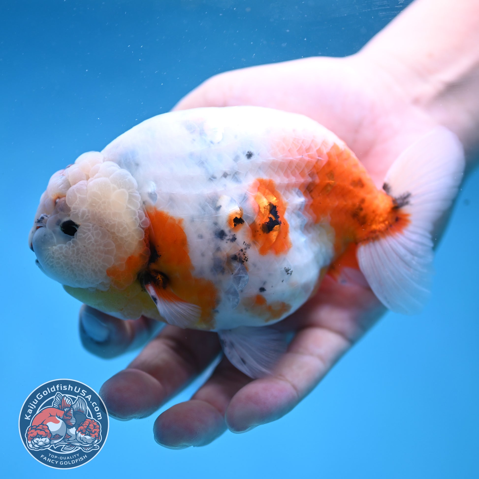 Jumbo Ink Wash Cow Ranchu 5 inch Body (260306_RC04)
