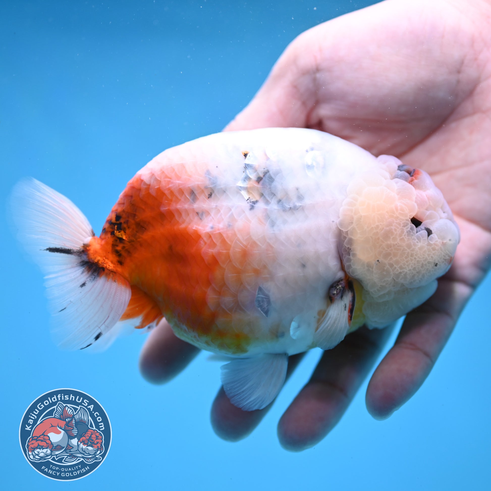 Jumbo Ink Wash Cow Ranchu 5 inch Body (260306_RC04)