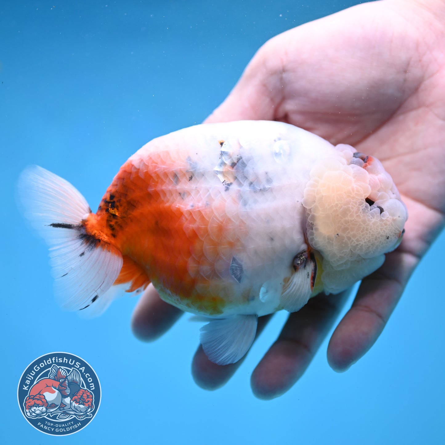 Jumbo Ink Wash Cow Ranchu 5 inch Body (260306_RC04)