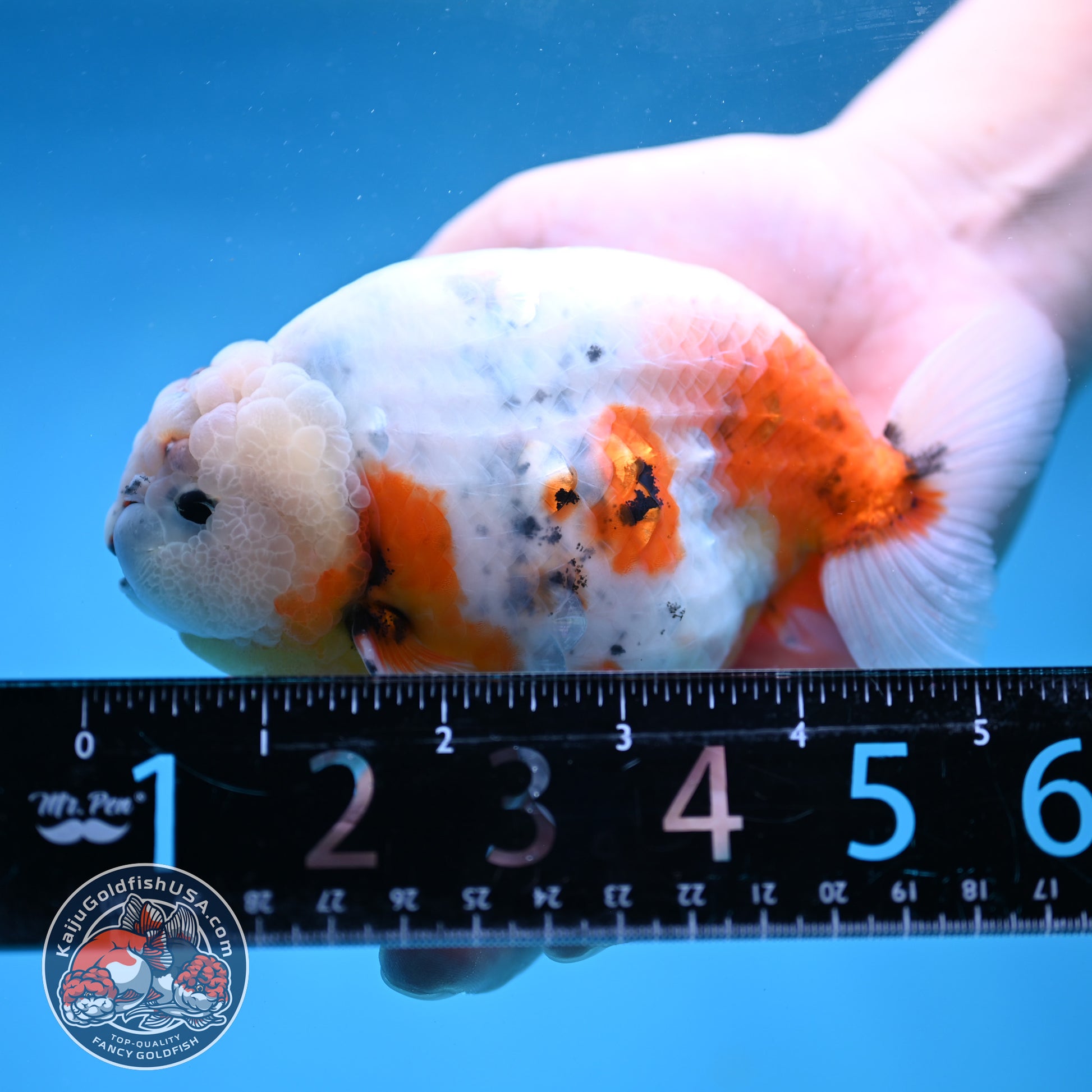 Jumbo Ink Wash Cow Ranchu 5 inch Body (260306_RC04)