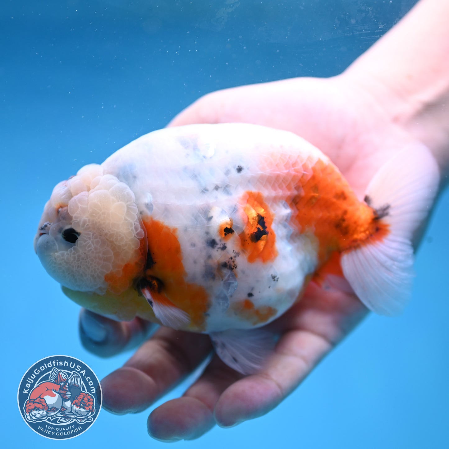 Jumbo Ink Wash Cow Ranchu 5 inch Body (260306_RC04)