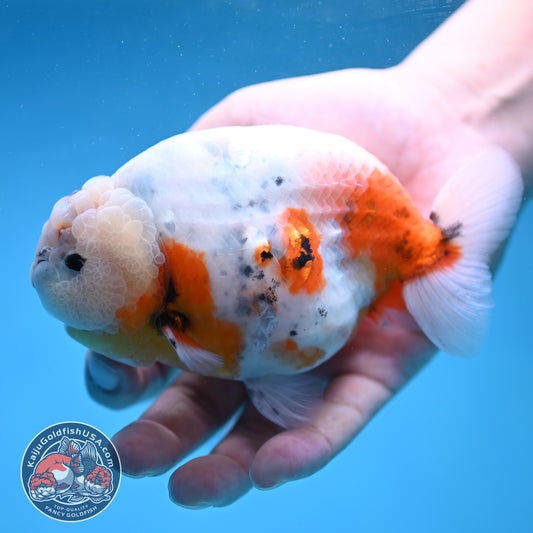 Jumbo Ink Wash Cow Ranchu 5 inch Body (260306_RC04)