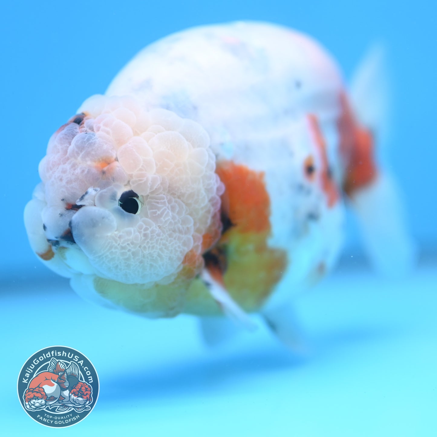 Jumbo Ink Wash Cow Ranchu 5 inch Body (260306_RC04)