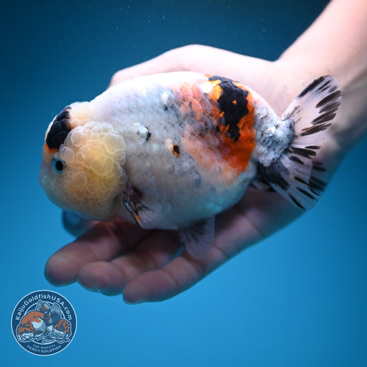 Jumbo Ink Wash Cow Ranchu inch Body (260724_RC08)