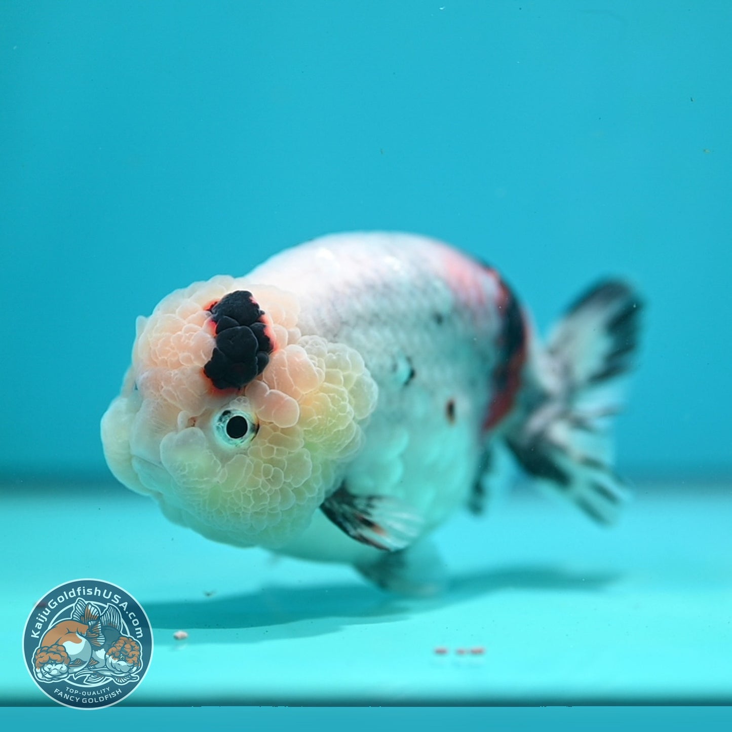 Jumbo Ink Wash Cow Ranchu inch Body (260724_RC08)