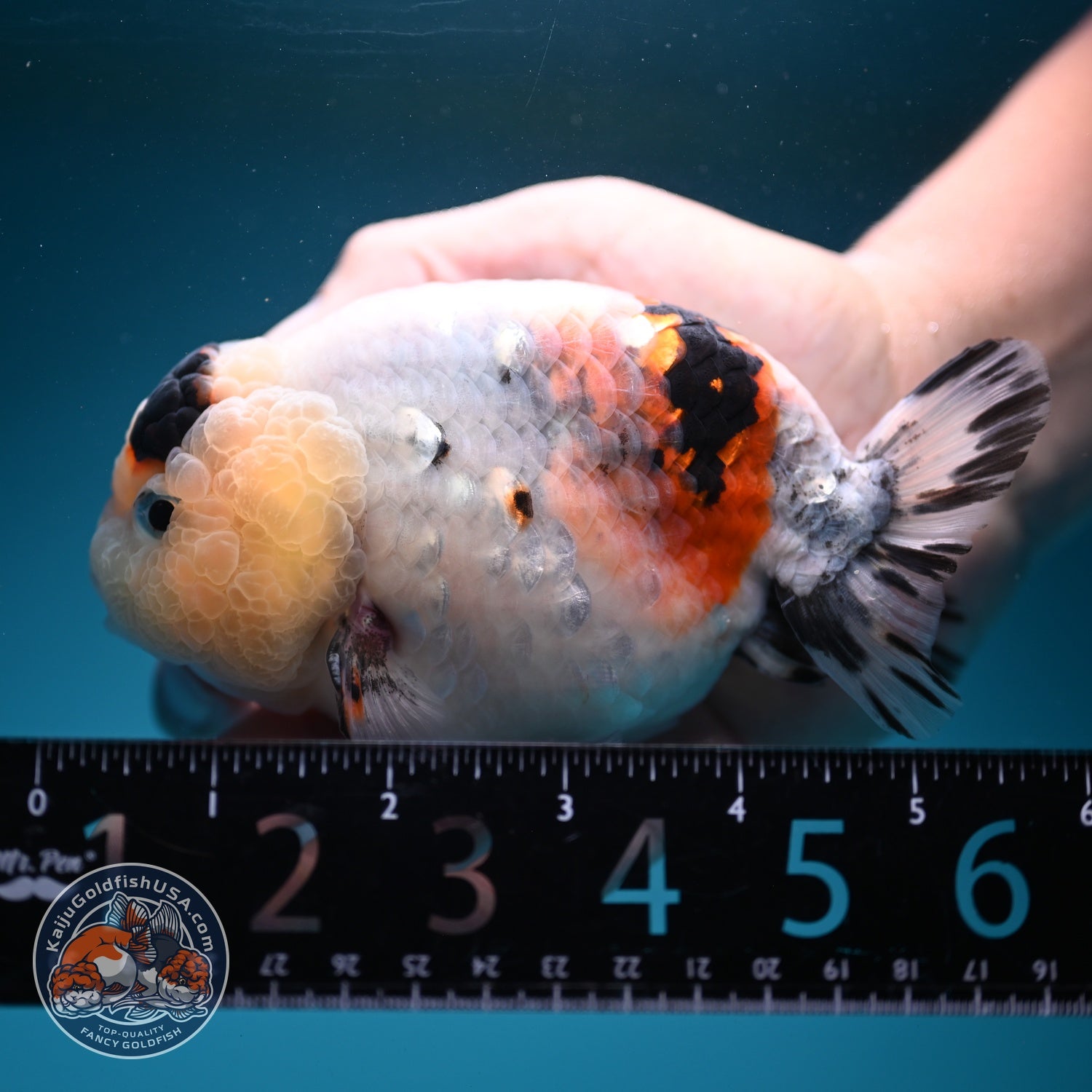 Jumbo Ink Wash Cow Ranchu inch Body (260724_RC08)