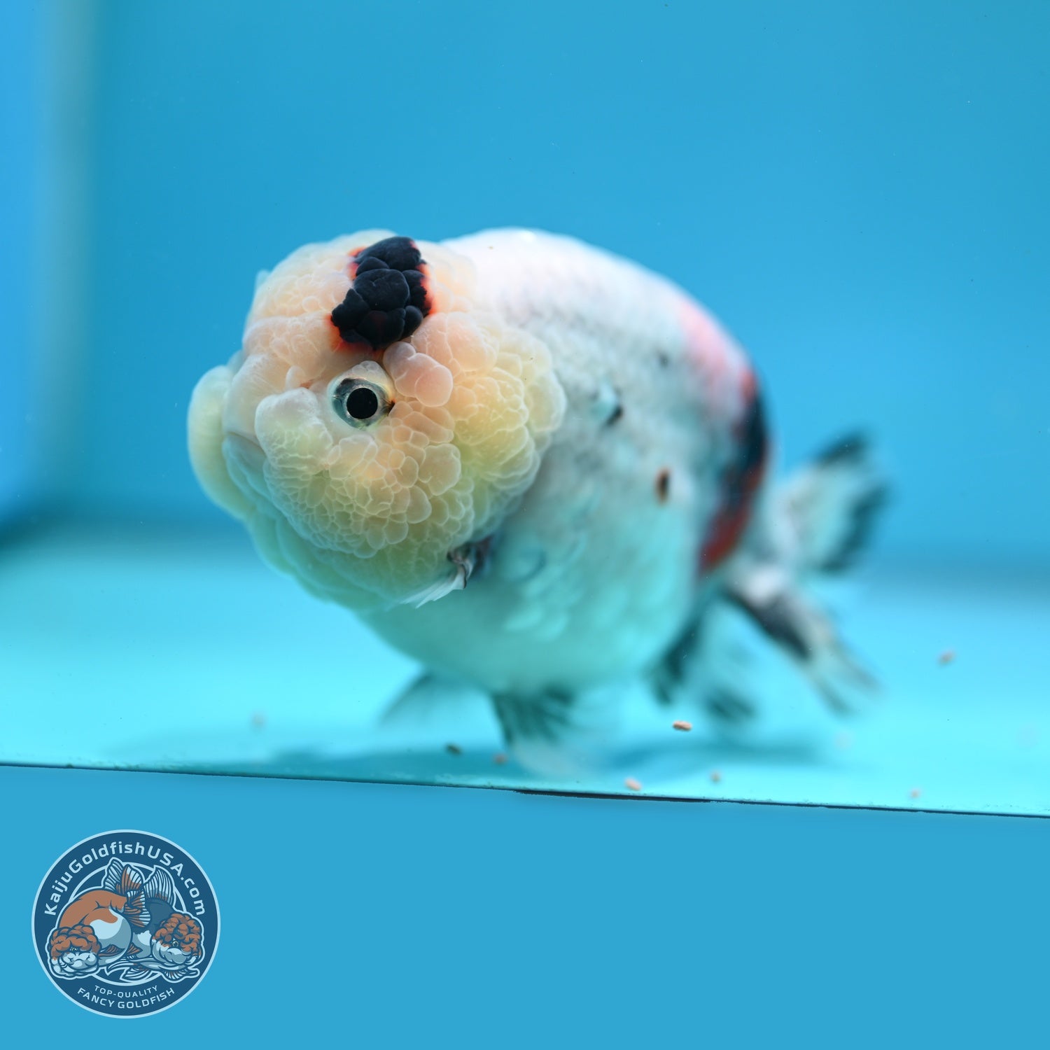 Jumbo Ink Wash Cow Ranchu inch Body (260724_RC08)