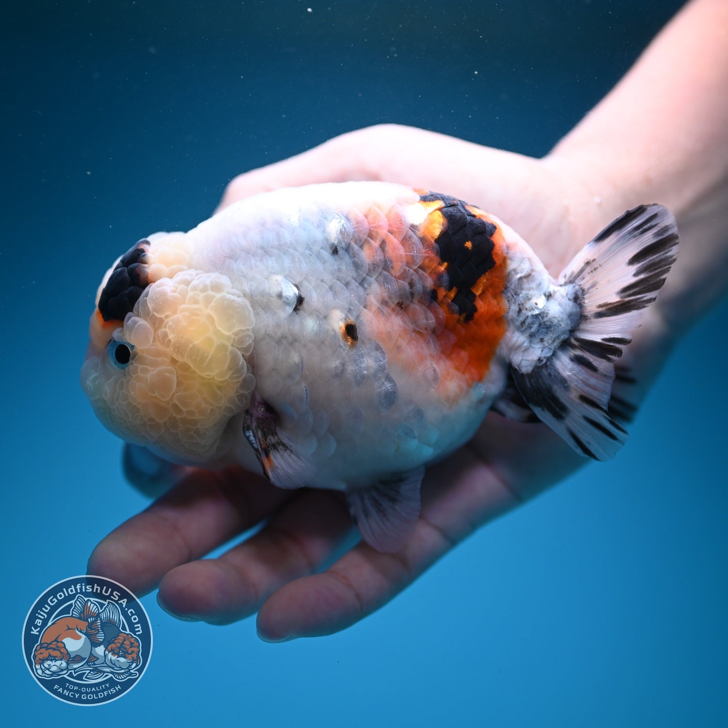 Jumbo Ink Wash Cow Ranchu inch Body (260724_RC08)