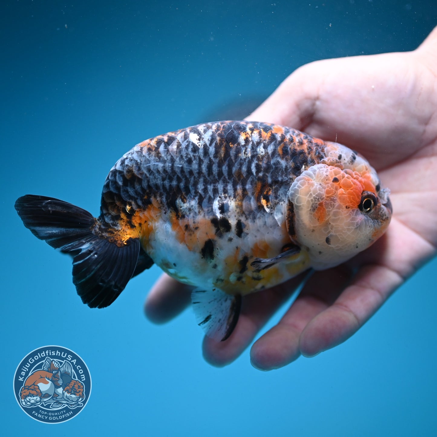 Jumbo Kirin Ranchu 4.5 inch Body (260619_RC03)