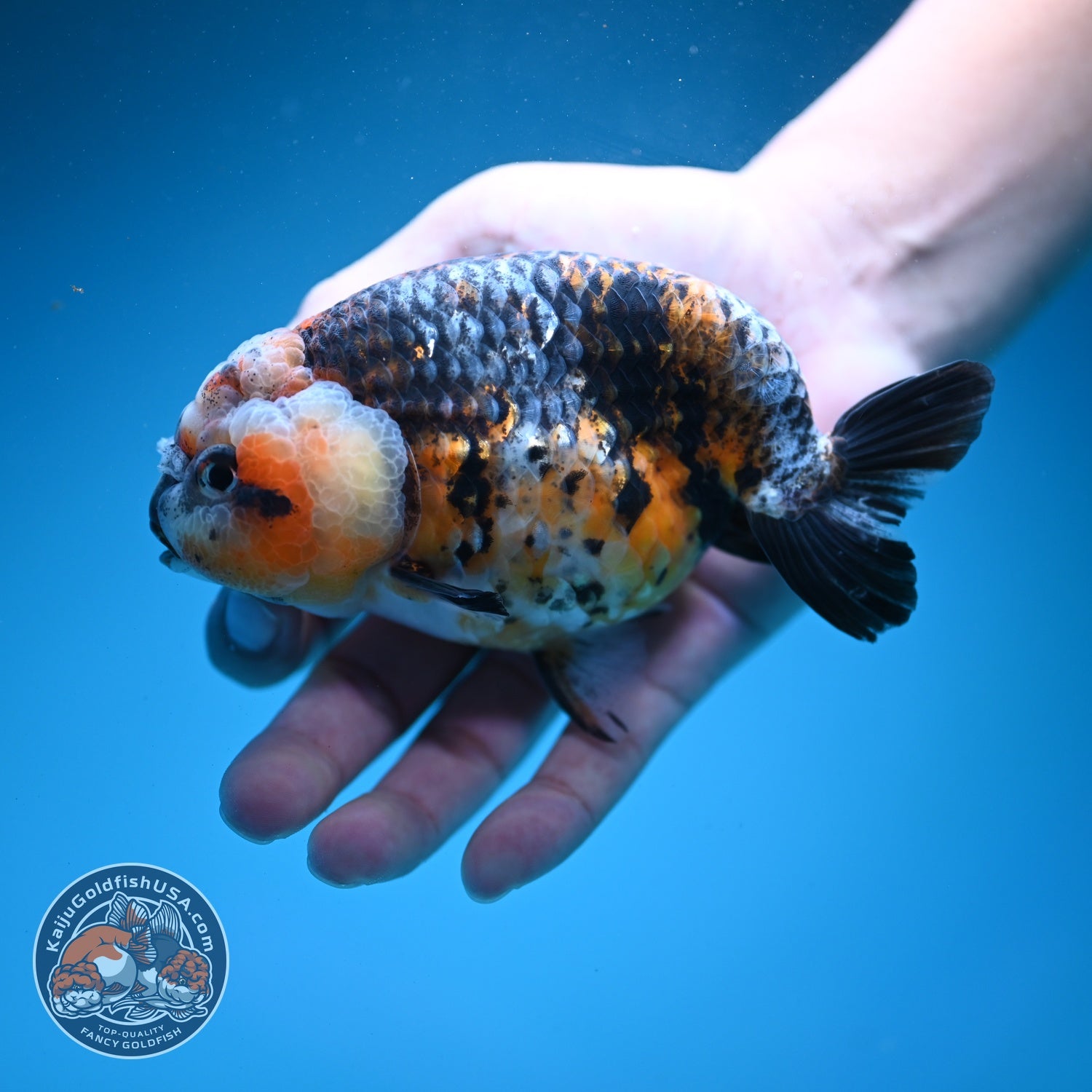 Jumbo Kirin Ranchu 4.5 inch Body (260619_RC03)