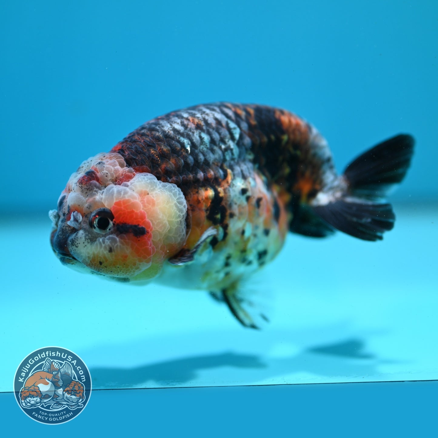 Jumbo Kirin Ranchu 4.5 inch Body (260619_RC03)