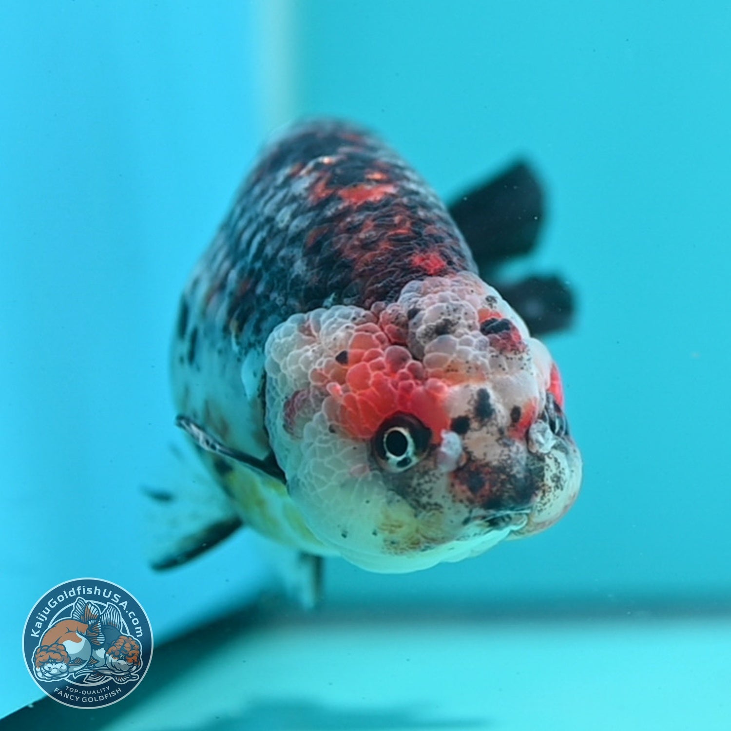 Jumbo Kirin Ranchu 4.5 inch Body (260619_RC03)