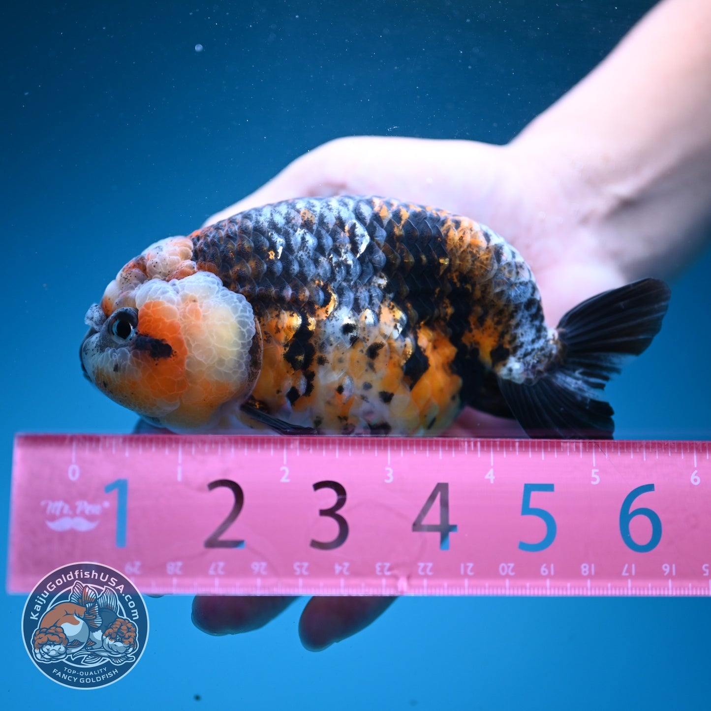 Jumbo Kirin Ranchu 4.5 inch Body (260619_RC03)
