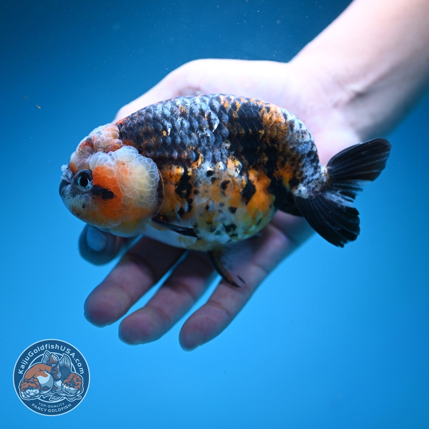 Jumbo Kirin Ranchu 4.5 inch Body (260619_RC03)