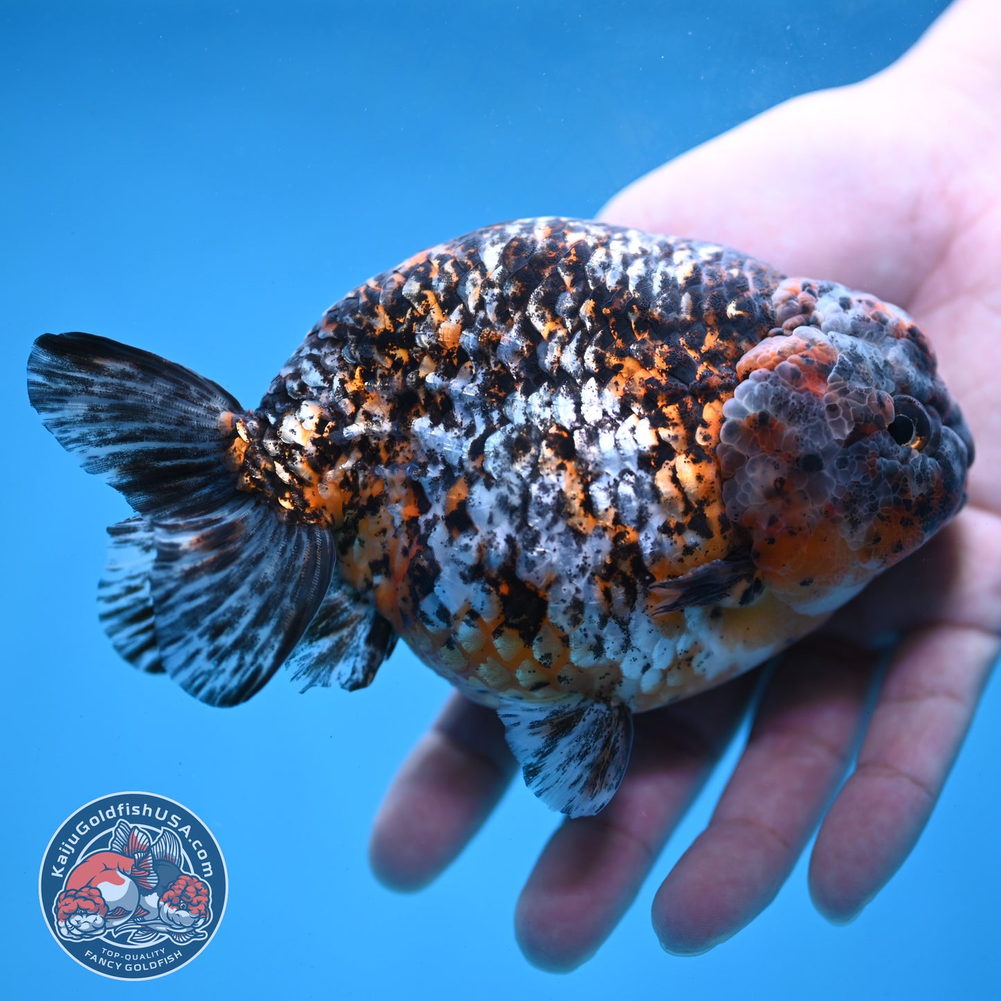 Jumbo Kirin Ranchu 5 inch Body (260220_RC09)