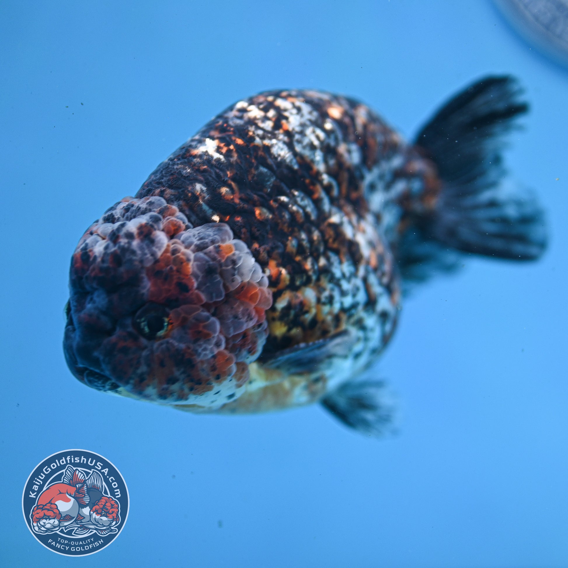 Jumbo Kirin Ranchu 5 inch Body (260220_RC09)